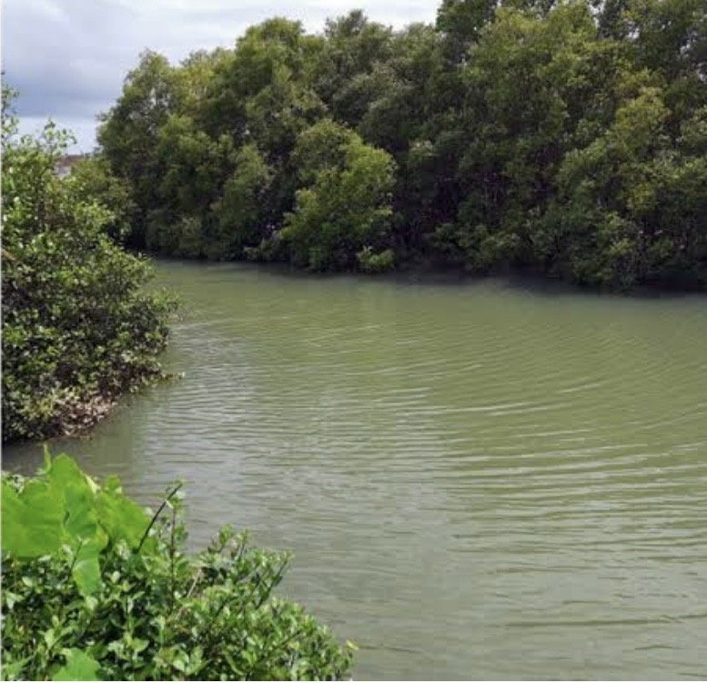 The Mangrove