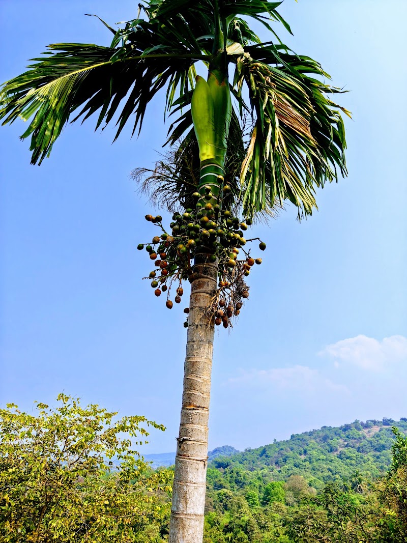 Forrestretreatindia