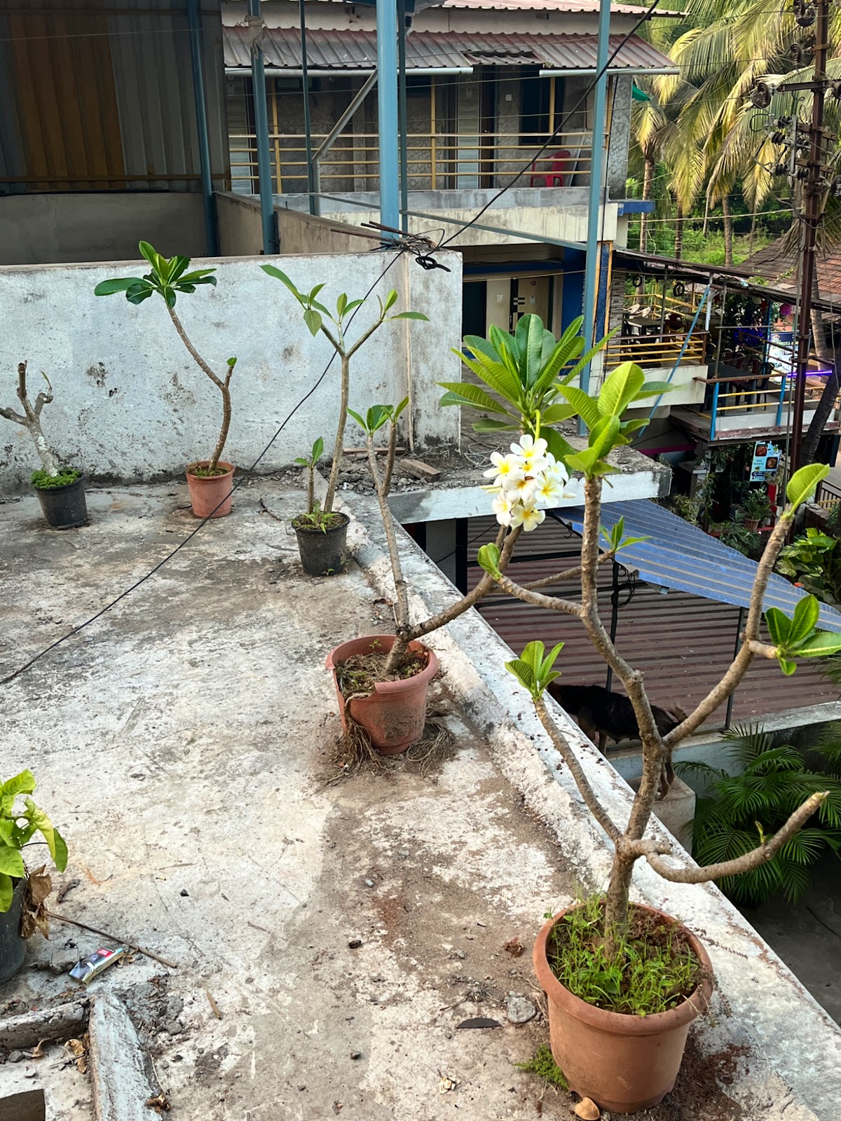 Vicky's Guest House