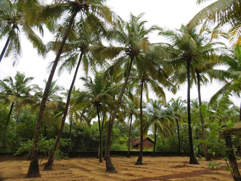 Sheetal Niwas Nyahari 2