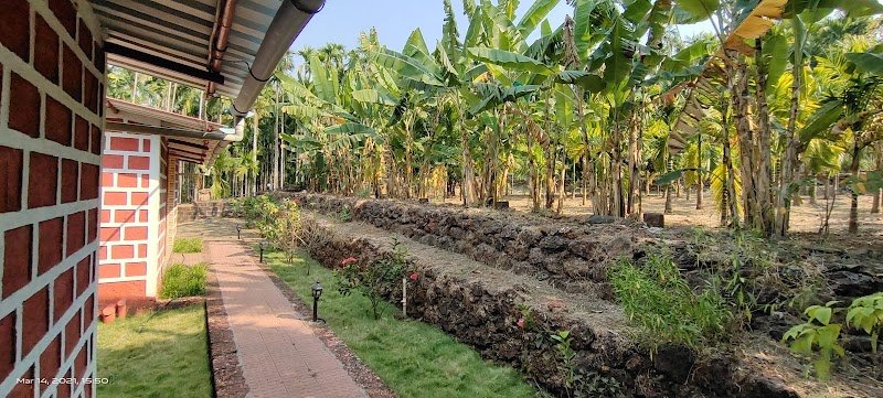 The Areca Farm 3