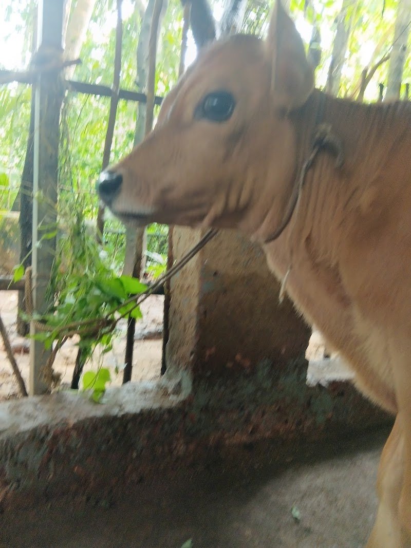 Bhadrakali Homestay 4