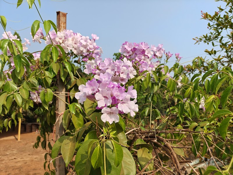 Forrestretreatindia 4